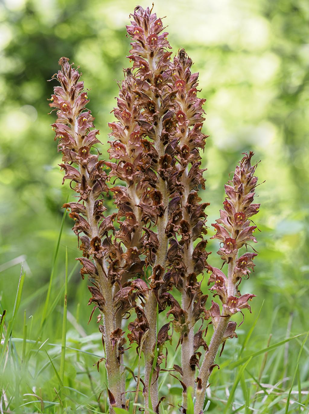 Orobanche gracilis da confermare